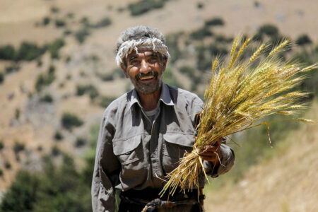 آغاز خرید گندم از کشاورزان استان همدان